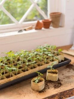 Paper Pots, 50 Cell -Outdoor Garden Store 8599830 0502 paper pots 50 cell tif