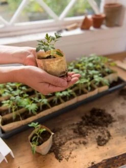 Paper Pots, 50 Cell -Outdoor Garden Store 8599830 0507 tif