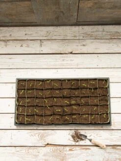 Paper Pots, 50 Cell -Outdoor Garden Store 8599830 18489 tif