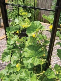 Gardener’s Victory Self-Watering Planter With Vine Trellis -Outdoor Garden Store 8600176 6853