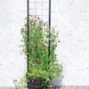 Gardener’s Victory Self-Watering Planter With Vine Trellis -Outdoor Garden Store 8600177 05490 tif
