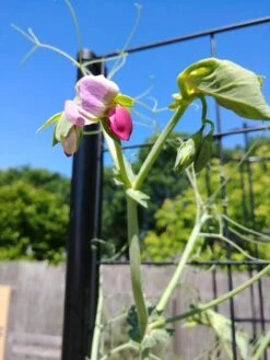 Gardener’s Victory Self-Watering Planter Garden With Vine Trellis -Outdoor Garden Store 8600177 6588 tif 1