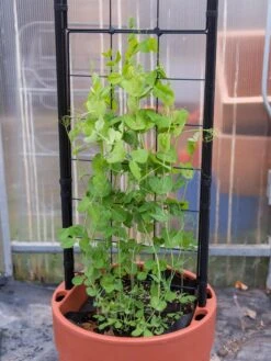 Gardener’s Victory Self-Watering Planter With Vine Trellis -Outdoor Garden Store 8600178 5000 tif