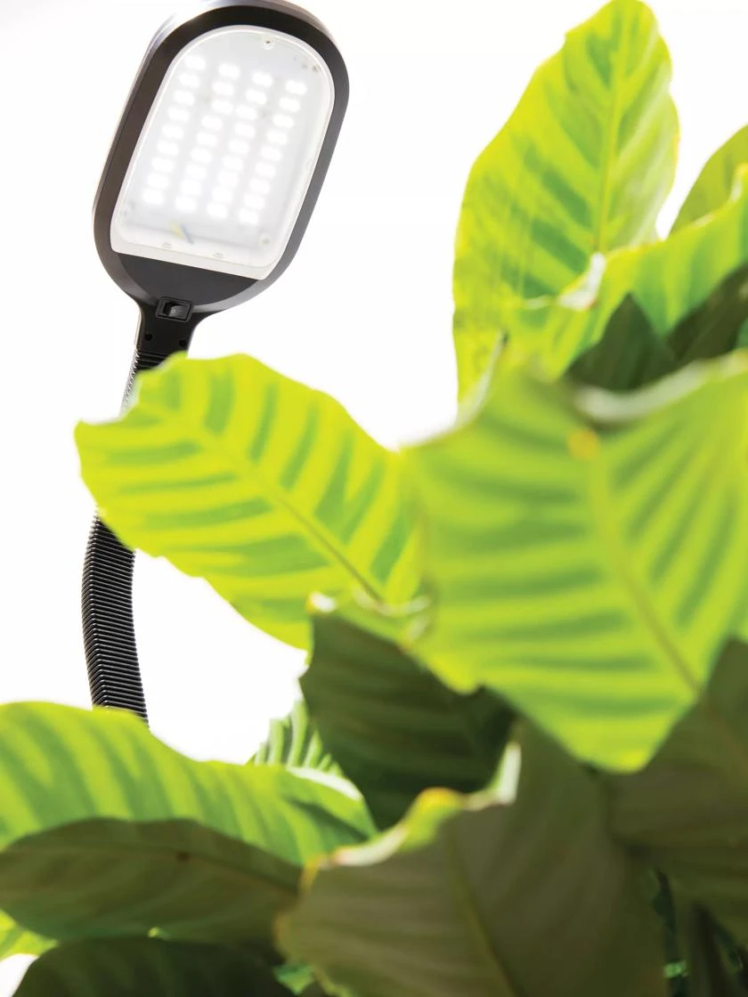Agrobrite Floor LED Plant Lamp 4 Agrobrite Floor LED Plant Lamp - Image 2