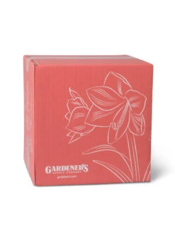 Amaryllis Planting Kit -Outdoor Garden Store 8608878 755