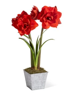 Amaryllis Planting Kit -Outdoor Garden Store 8608878 diykit 2021 01
