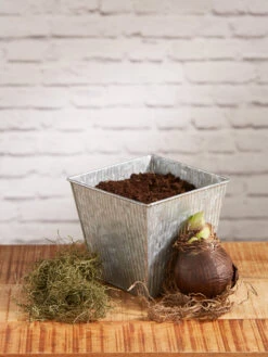 Amaryllis Planting Kit -Outdoor Garden Store 8608878 diykit 2021 02