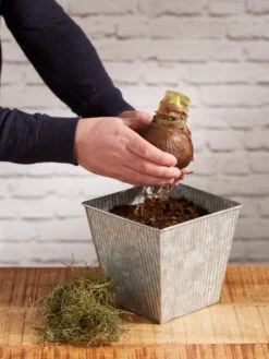 Amaryllis Planting Kit -Outdoor Garden Store 8608878 diykit 2021 03