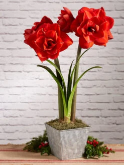 Amaryllis Planting Kit