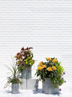 Metal Bucket Planters -Outdoor Garden Store 8609085 0852 tif
