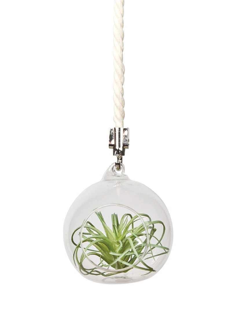 Mini Blown-Glass Hanging Terrarium, Set Of 2 4 Mini Blown-Glass Hanging Terrarium, Set Of 2 - Image 2