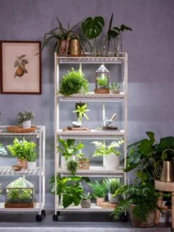 Oslo 4-Tier LED Grow Light Garden 21 Oslo 4-Tier LED Grow Light Garden -Outdoor Garden Store 8609220 4116 tif