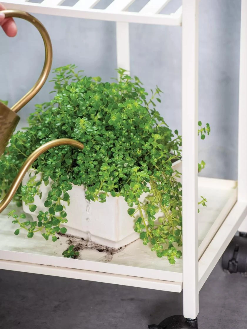 Oslo 2-Tier Plant Stand With Folding Shelves 7 Oslo 2-Tier Plant Stand With Folding Shelves - Image 5