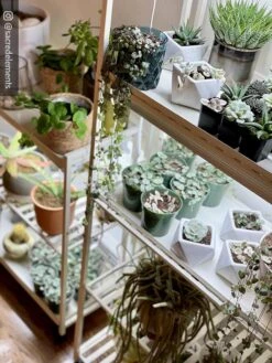 Oslo 2-Tier LED Grow Light Garden, 2 Fixtures 26 Oslo 2-Tier LED Grow Light Garden, 2 Fixtures -Outdoor Garden Store 8609221 02IN tif