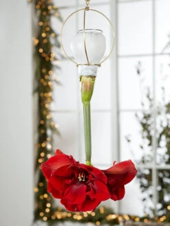 Waxed Amaryllis Brass Hangers, Set Of 3 -Outdoor Garden Store 8609252 2020 6014