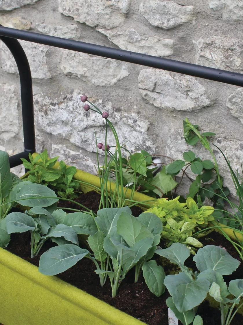 Vigoroot™ Self-Watering Easy Garden Planter 7 Vigoroot™ Self-Watering Easy Garden Planter - Image 5