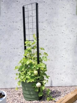 Gardener’s Victory Self-Watering Planter With Vine Trellis -Outdoor Garden Store 8610238 15487 tif