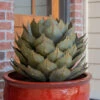 Desert Steel Artichoke Agave Sculpture 1 Desert Steel Artichoke Agave Sculpture -Outdoor Garden Store 8610761 01v desert steel artichoke agave