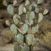 Desert Steel Prickly Pear Cactus Sculpture, Grande 2 Desert Steel Prickly Pear Cactus Sculpture, Grande -Outdoor Garden Store 8610769 02v desert steel prickly pear cactus grande