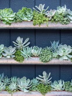 3-Tier Vertical Wall Planter, 3' -Outdoor Garden Store 8611013 055 tif