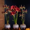 Cybister Potted Amaryllis -Outdoor Garden Store 8611083 cybister vertical 2022
