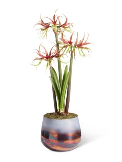 Cybister Potted Amaryllis -Outdoor Garden Store 8611120 chico 2021 09