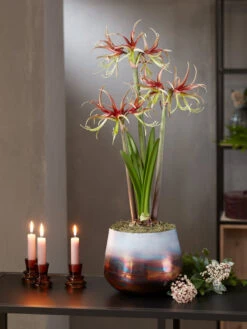 Cybister Potted Amaryllis -Outdoor Garden Store 8611120 chico 2021 10