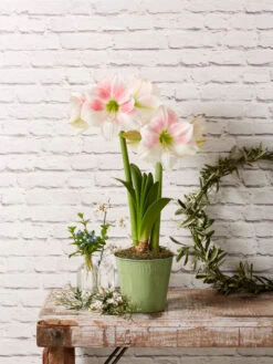 Star Potted Amaryllis -Outdoor Garden Store 8611499 2022 rosystar rosy star potted amaryllis