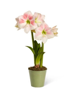 Star Potted Amaryllis -Outdoor Garden Store 8611499 2022 rosystar silo rosy star potted amaryllis