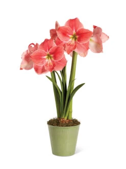 Star Potted Amaryllis -Outdoor Garden Store 8611500 2022 sweetstar silo sweet star potted amaryllis