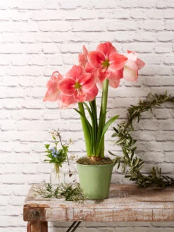 Star Potted Amaryllis -Outdoor Garden Store 8611500 2022 sweetstar sweet star potted amaryllis