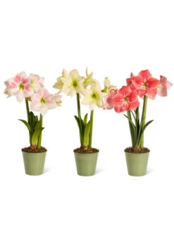 Star Potted Amaryllis -Outdoor Garden Store 8611508 2022 starpotted silo