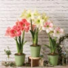 Star Potted Amaryllis -Outdoor Garden Store 8611508 2022 starpottedv star potted amaryllis