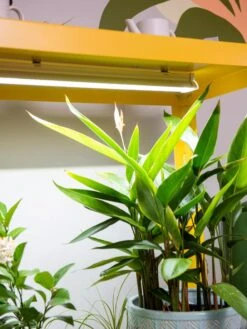 Mobile LED Grow Light Cart 10 Mobile LED Grow Light Cart -Outdoor Garden Store 8611724 4059 tif