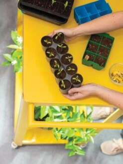 Sili-Seedlings® Seedling Tray, 10-Cell 11 Sili-Seedlings® Seedling Tray, 10-Cell -Outdoor Garden Store 8611886 374 tif