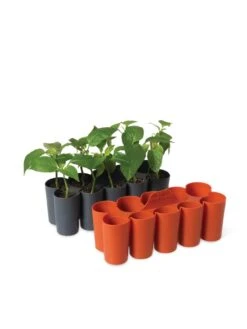Sili-Seedlings® Seedling Tray, 10-Cell 10 Sili-Seedlings® Seedling Tray, 10-Cell -Outdoor Garden Store 8611886 5192 tif