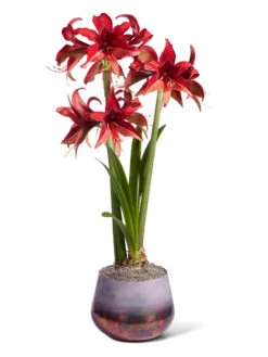 Cybister Potted Amaryllis -Outdoor Garden Store 8612501 bogota silo 2022