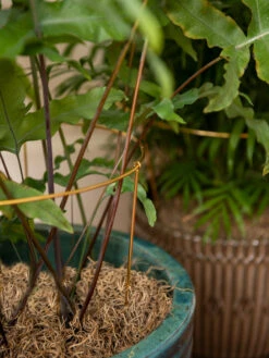 Brass Plated Grow Throughs, Set Of 2 -Outdoor Garden Store 8612661 0043