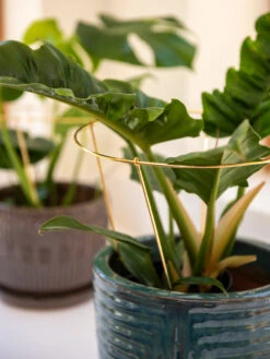 Brass Plated Grow Throughs, Set Of 2 -Outdoor Garden Store 8612662 0047 brass plated grow throughs set of 2