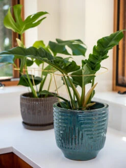 Brass Plated Grow Throughs, Set Of 2 -Outdoor Garden Store 8612662 0048