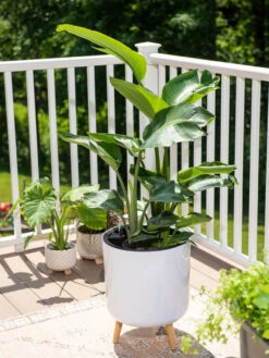 Ava Self-Watering Round Planter -Outdoor Garden Store 8612692 0001 ava self watering round planter