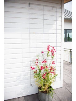 Chicken Wire Wall Trellis 15 Chicken Wire Wall Trellis -Outdoor Garden Store 8612717 0093