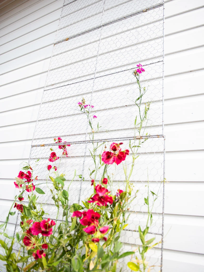 Chicken Wire Wall Trellis 3 Chicken Wire Wall Trellis