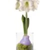 Easy Care Spring Waxed Amaryllis In Vase -Outdoor Garden Store 8612756 14937 easy care spring waxed amaryllis in vase