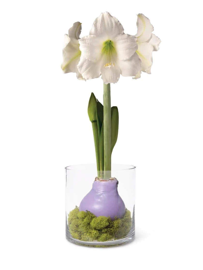 Easy Care Spring Waxed Amaryllis In Vase 3 Easy Care Spring Waxed Amaryllis In Vase