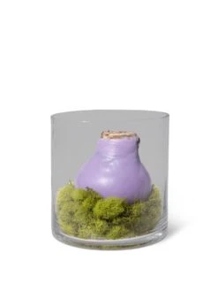 Easy Care Spring Waxed Amaryllis In Vase 5 Easy Care Spring Waxed Amaryllis In Vase -Outdoor Garden Store 8612756 4937