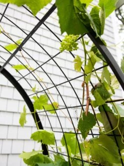 2’ X 4’ Arch Trellis For Planter Boxes -Outdoor Garden Store 8612976 0436