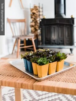 Gardener's Best® XL 6-Cell Planting Tray, Set Of 4 11 Gardener's Best® XL 6-Cell Planting Tray, Set Of 4 -Outdoor Garden Store 8613031 01IN cdt