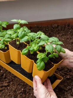 Gardener's Best® XL 6-Cell Planting Tray, Set Of 4 10 Gardener's Best® XL 6-Cell Planting Tray, Set Of 4 -Outdoor Garden Store 8613031 6300