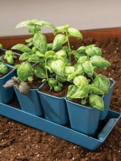 Gardener's Best® XL 6-Cell Planting Tray, Set Of 4 9 Gardener's Best® XL 6-Cell Planting Tray, Set Of 4 -Outdoor Garden Store 8613031 6302
